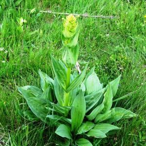 Photographie n°2459856 du taxon Gentiana lutea L.