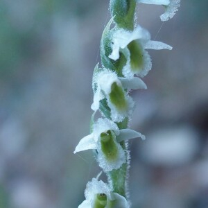 Photographie n°2459857 du taxon Spiranthes spiralis (L.) Chevall.