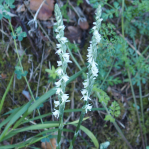 Photographie n°2459861 du taxon Spiranthes spiralis (L.) Chevall.