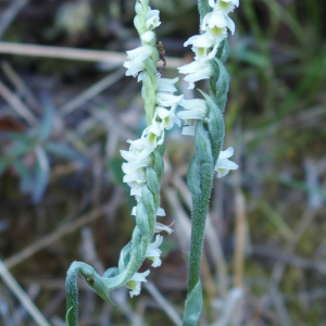 Photographie n°2459862 du taxon Spiranthes spiralis (L.) Chevall.