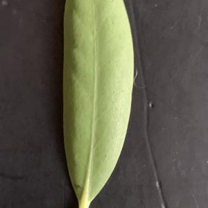 Photographie n°2459911 du taxon Phillyrea angustifolia L. [1753]