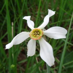 Photographie n°2459933 du taxon Narcissus poeticus L. [1753]