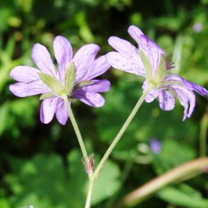  - Geranium pyrenaicum Burm.f.