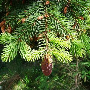 Photographie n°2459956 du taxon Picea abies (L.) H.Karst. [1881]