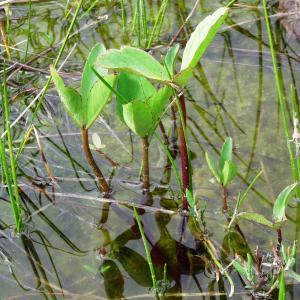 Photographie n°2459963 du taxon Menyanthes trifoliata L. [1753]