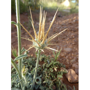 Centaurea pubescens Willd.