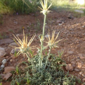  - Centaurea pubescens Willd. [1803]