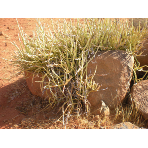 Senecio anteuphorbium (L.) Sch.Bip.