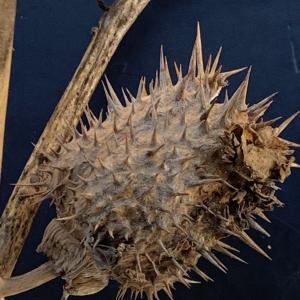  - Datura stramonium L.