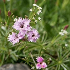  - Dianthus benearnensis Loret [1858]