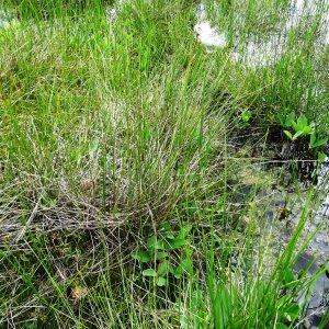 Photographie n°2460121 du taxon Eriophorum angustifolium Honck. [1782]