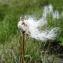  Alain Bigou - Eriophorum angustifolium Honck. [1782]