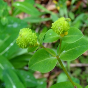  - Euphorbia hyberna L.