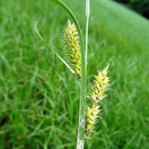 Photographie n°2460147 du taxon Carex vesicaria L. [1753]