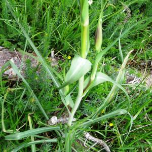 Photographie n°2460152 du taxon Tragopogon pratensis L. [1753]