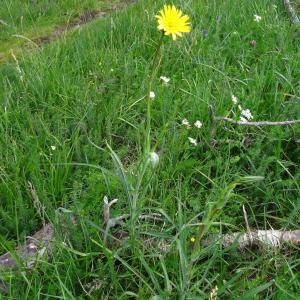 Photographie n°2460155 du taxon Tragopogon pratensis L. [1753]