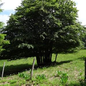 Photographie n°2460296 du taxon Fagus sylvatica L. [1753]