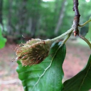 Photographie n°2460303 du taxon Fagus sylvatica L. [1753]