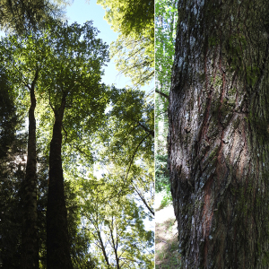 Photographie n°2460339 du taxon Ulmus glabra Huds.