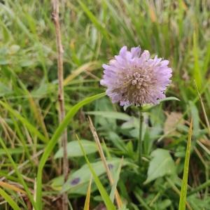 Photographie n°2460389 du taxon Knautia arvensis (L.) Coult. [1828]