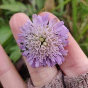 Photographie n°2460390 du taxon Knautia arvensis (L.) Coult. [1828]