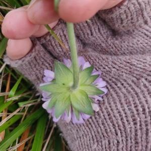 Photographie n°2460392 du taxon Knautia arvensis (L.) Coult. [1828]