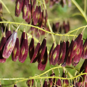 Photographie n°2460407 du taxon Isatis tinctoria L. [1753]