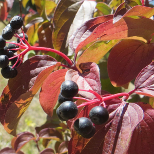 Photographie n°2460409 du taxon Cornus sanguinea L. [1753]