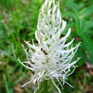 Photographie n°2460449 du taxon Phyteuma spicatum L. [1753]