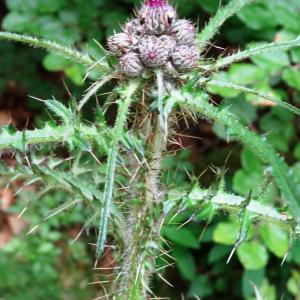 Photographie n°2460555 du taxon Cirsium palustre (L.) Scop. [1772]