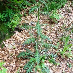 Photographie n°2460556 du taxon Cirsium palustre (L.) Scop. [1772]