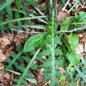 Photographie n°2460557 du taxon Cirsium palustre (L.) Scop. [1772]