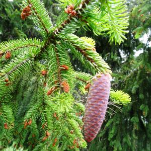 Photographie n°2460572 du taxon Picea abies (L.) H.Karst. [1881]