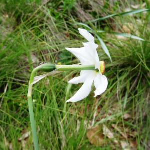 Photographie n°2460576 du taxon Narcissus poeticus L.