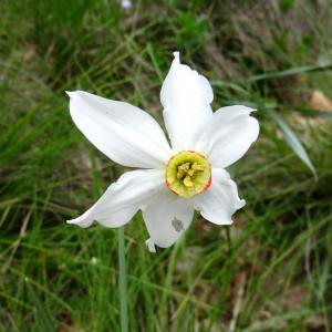 Photographie n°2460577 du taxon Narcissus poeticus L.