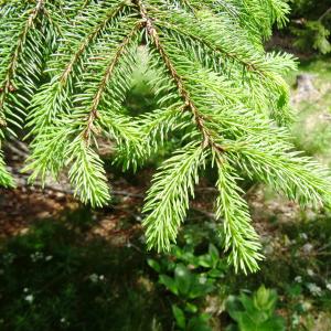 Photographie n°2460592 du taxon Picea abies (L.) H.Karst. [1881]