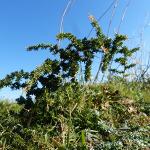 Photographie n°2460672 du taxon Asparagus acutifolius L.