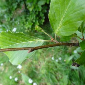 Photographie n°2460683 du taxon Fagus sylvatica L. [1753]