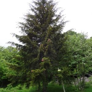 Photographie n°2460687 du taxon Picea abies (L.) H.Karst. [1881]