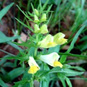 Photographie n°2460695 du taxon Melampyrum pratense L. [1753]