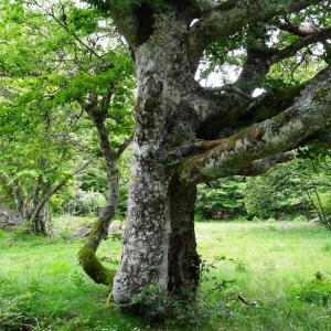 Photographie n°2460701 du taxon Fagus sylvatica L. [1753]