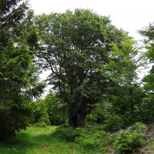 Photographie n°2460706 du taxon Fagus sylvatica L. [1753]