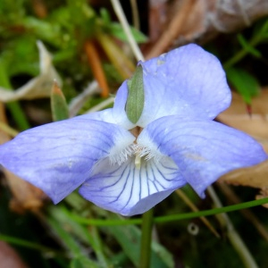 Photographie n°2460707 du taxon Viola canina L. [1753]