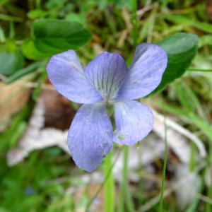 Photographie n°2460708 du taxon Viola canina L. [1753]