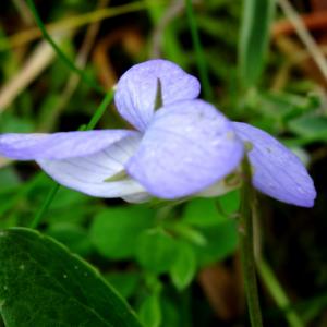 Photographie n°2460709 du taxon Viola canina L. [1753]