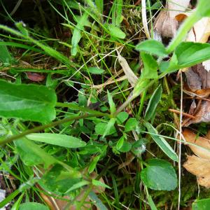 Photographie n°2460711 du taxon Viola canina L. [1753]