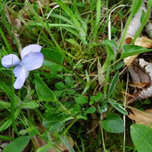 Photographie n°2460712 du taxon Viola canina L. [1753]