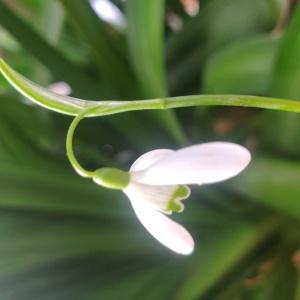 Photographie n°2460738 du taxon Galanthus nivalis L. [1753]