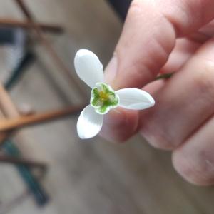 Photographie n°2460739 du taxon Galanthus nivalis L. [1753]