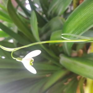 Photographie n°2460741 du taxon Galanthus nivalis L. [1753]